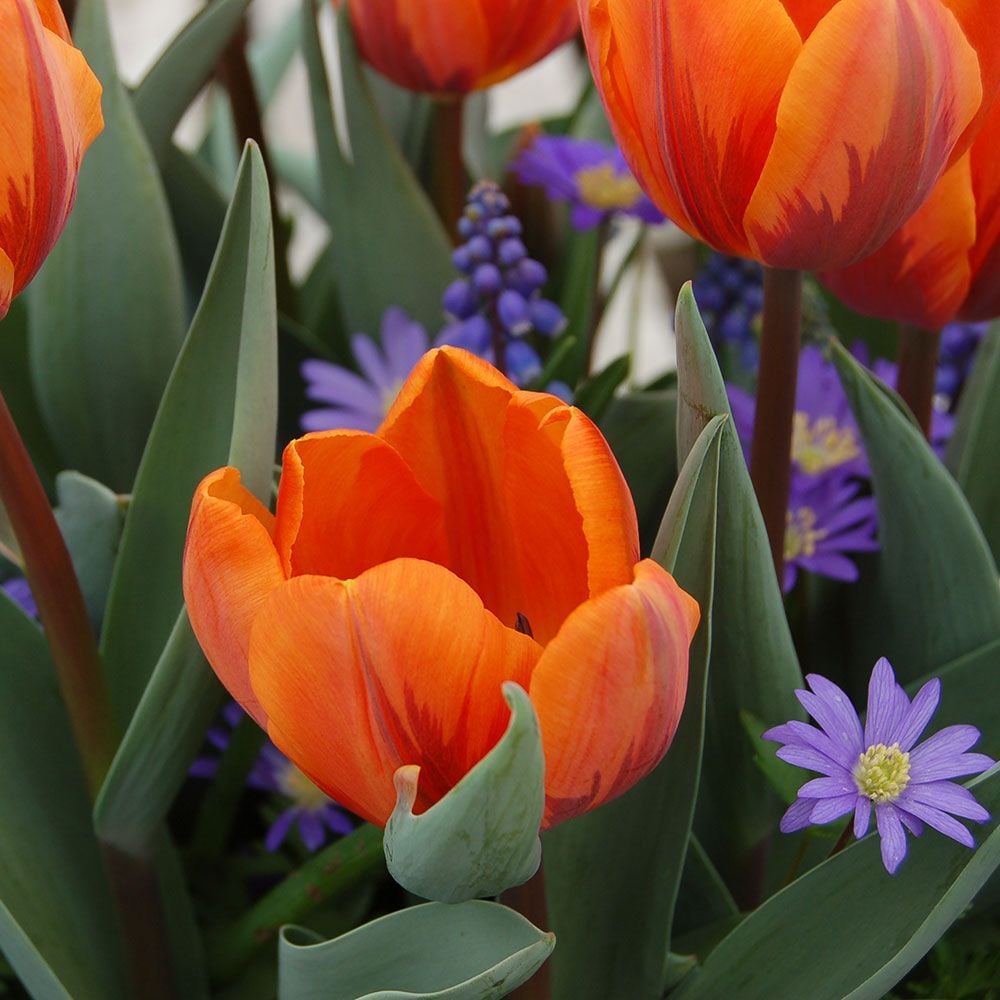 Tulip 'Prinses Irene'