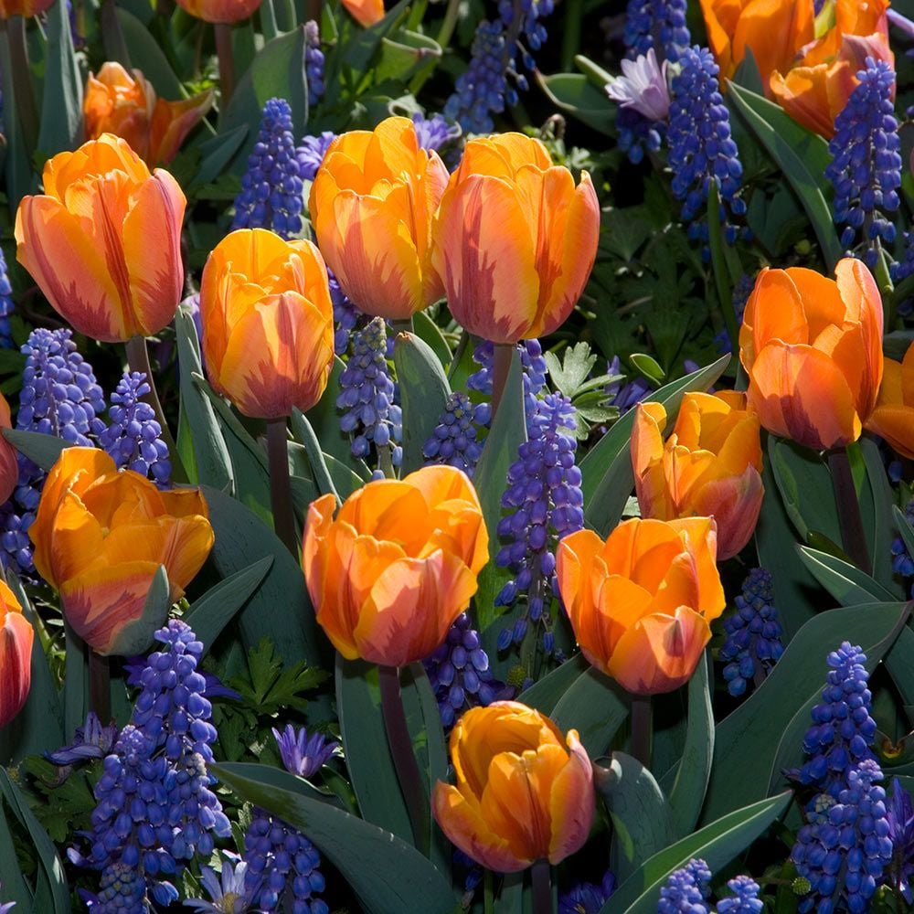Tulip 'Prinses Irene'