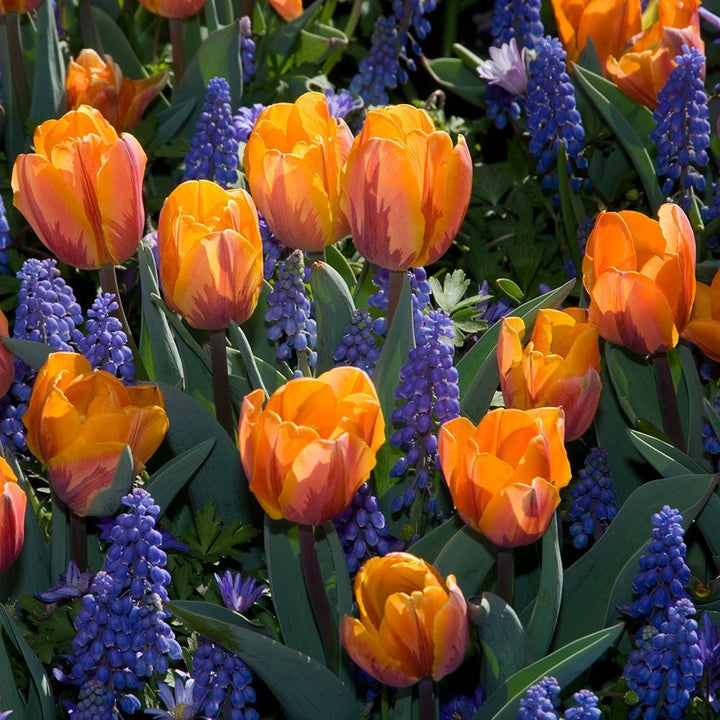 Tulip 'Prinses Irene'