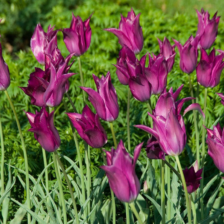 Tulip 'Purple Dream'