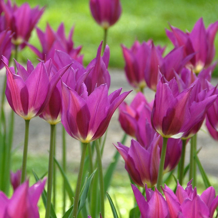 Painter's Palette Tulip Mix