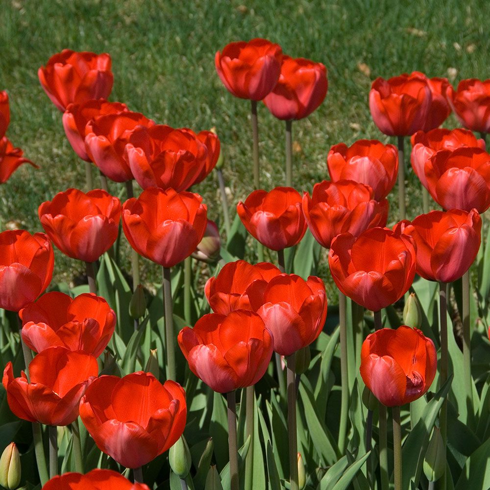 Tulip 'Red Impression'