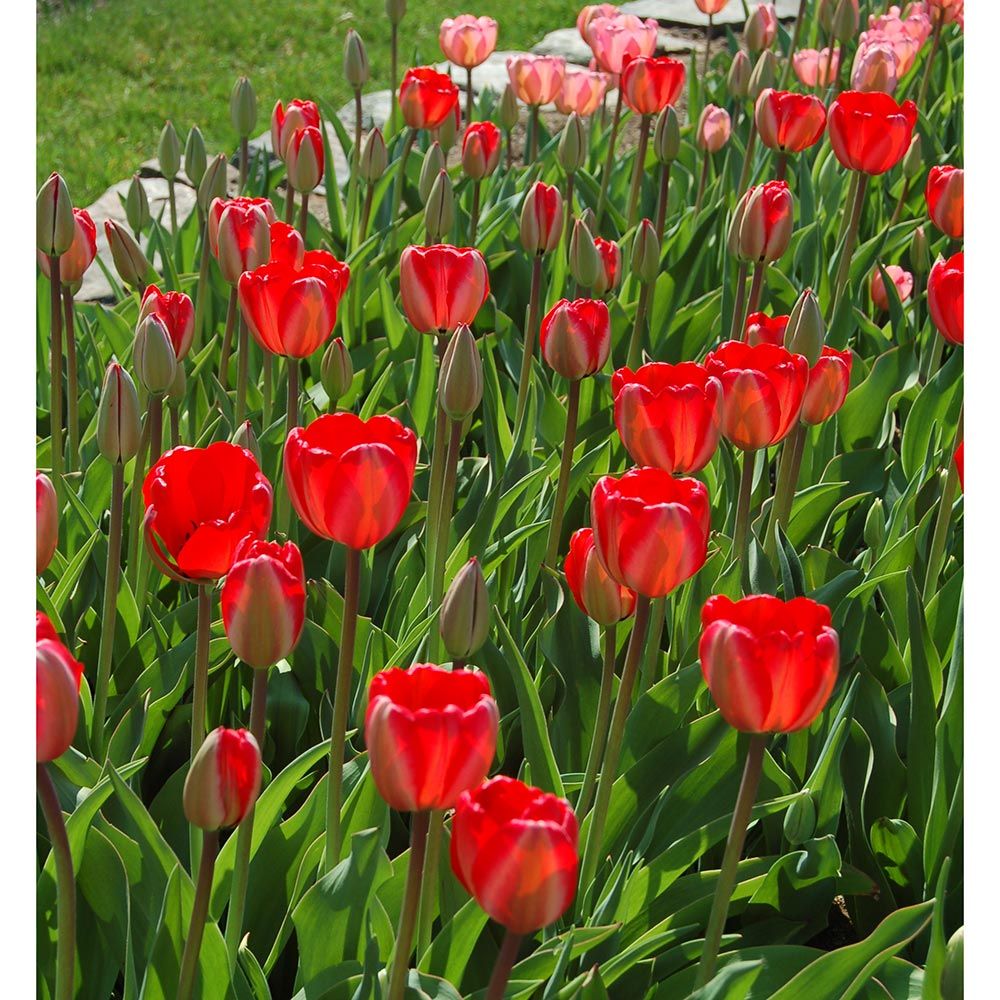 Tulip 'Red Impression'