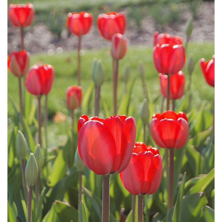 Tulip 'Red Impression'