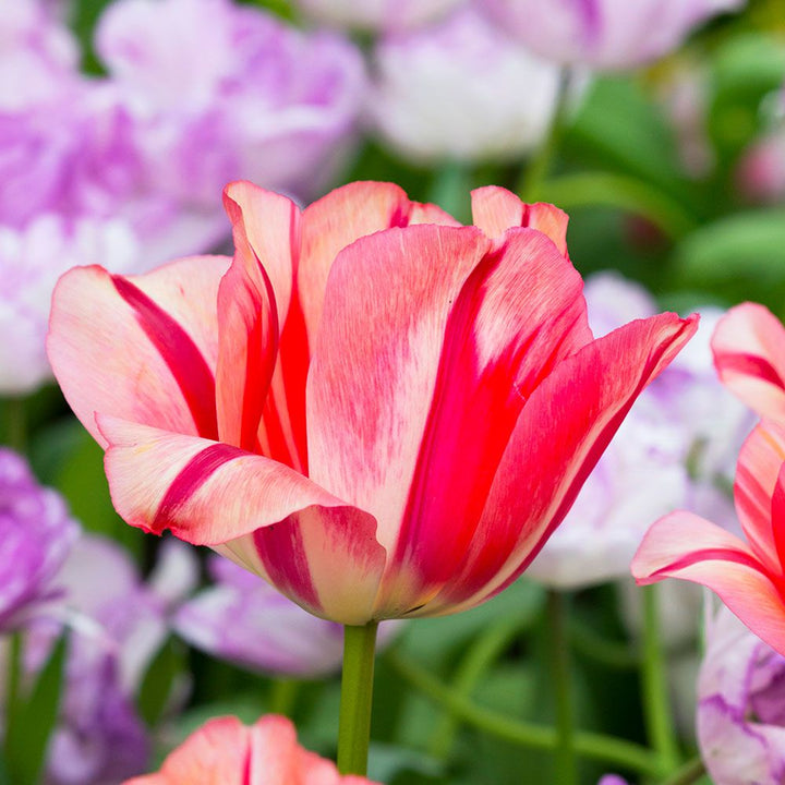 Tulip 'Spryng Break'