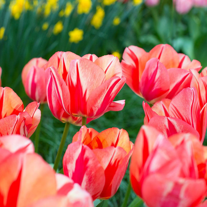 Tulip 'Spryng Break'