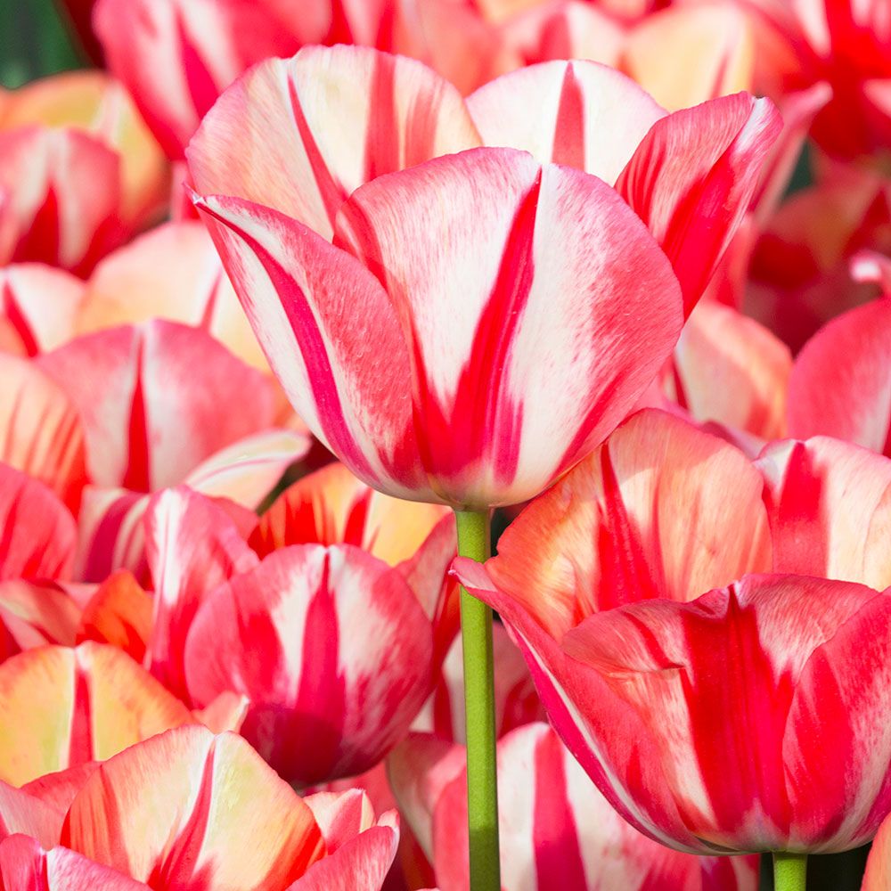 Tulip 'Spryng Break'
