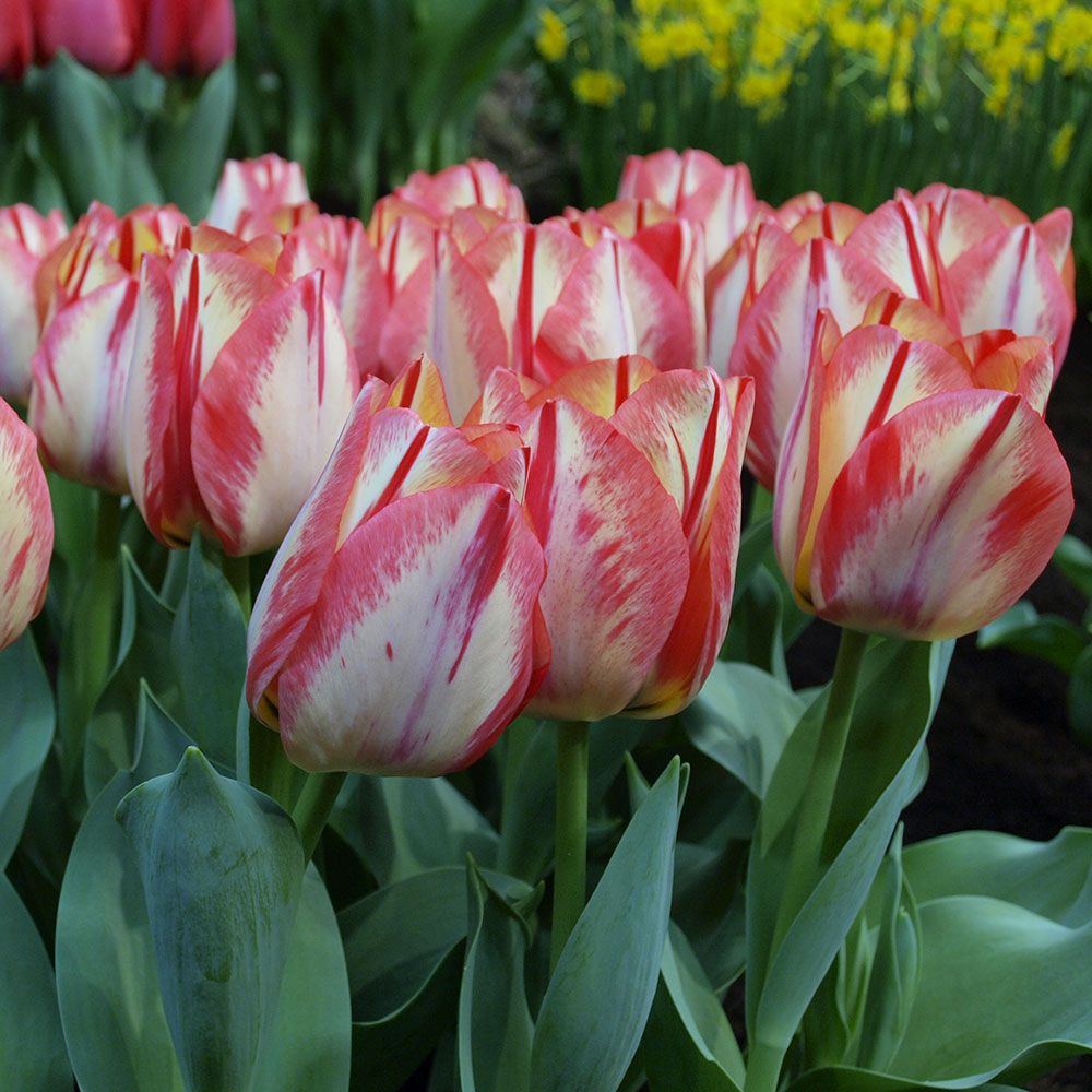 Tulip 'Spryng Break'