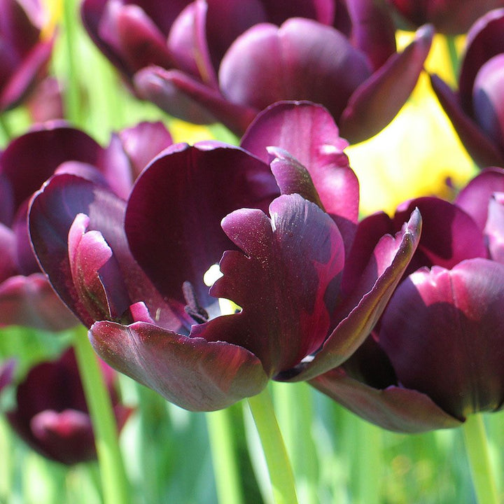 Tulip 'Queen of Night'