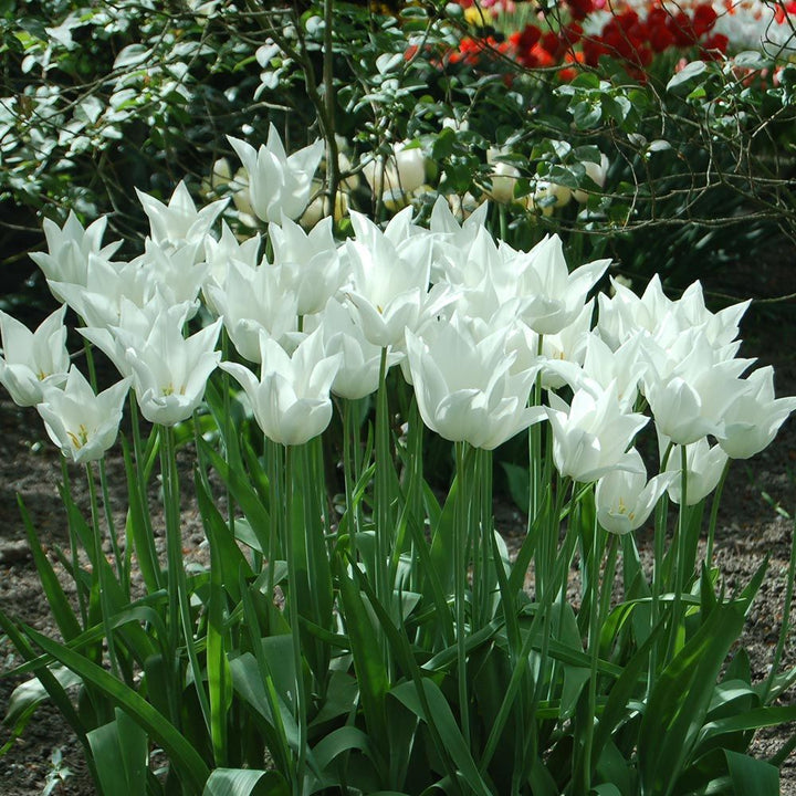 Tulip 'White Triumphator'