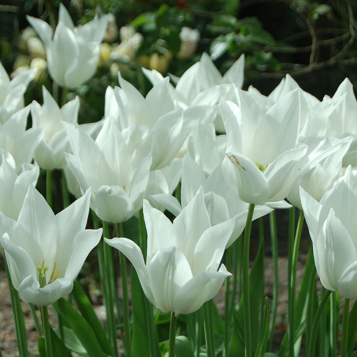 Tulip 'White Triumphator'