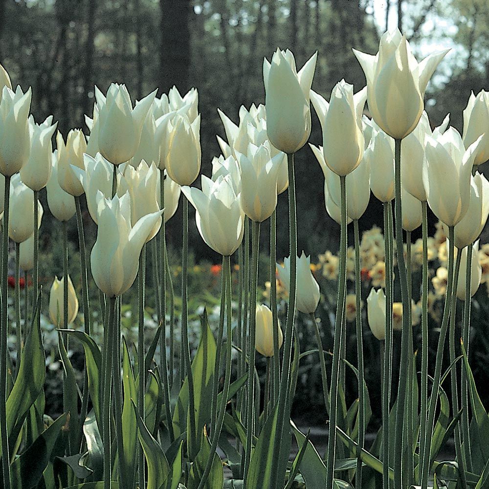 Tulip 'White Triumphator'