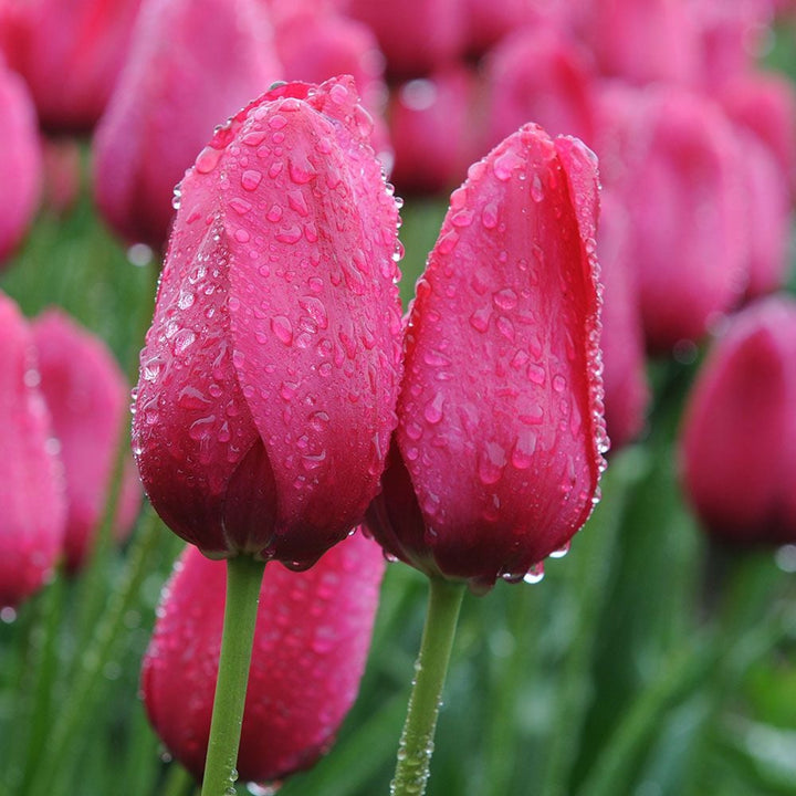 French Single Late Tulip Mix