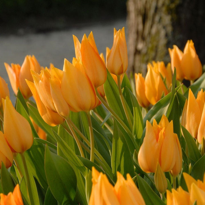 Tulip praestans 'Shogun'