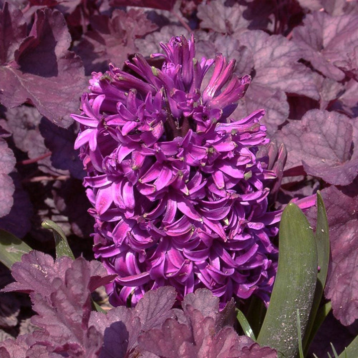 Hyacinthus orientalis 'Purple Sensation'