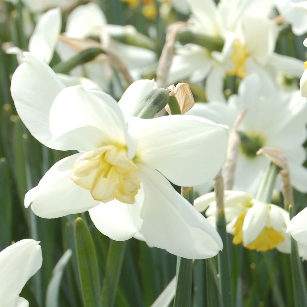 Narcissus 'Eleanor Auchincloss'