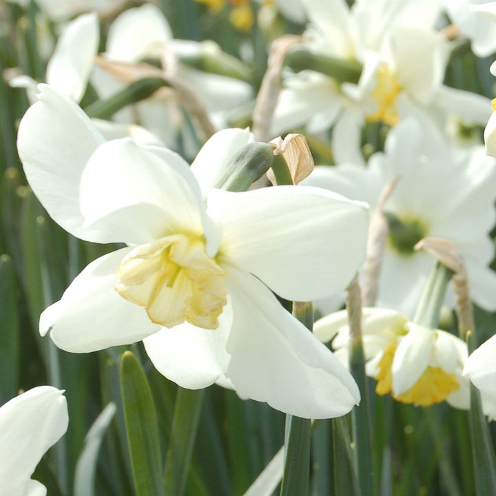 Narcissus 'Eleanor Auchincloss'