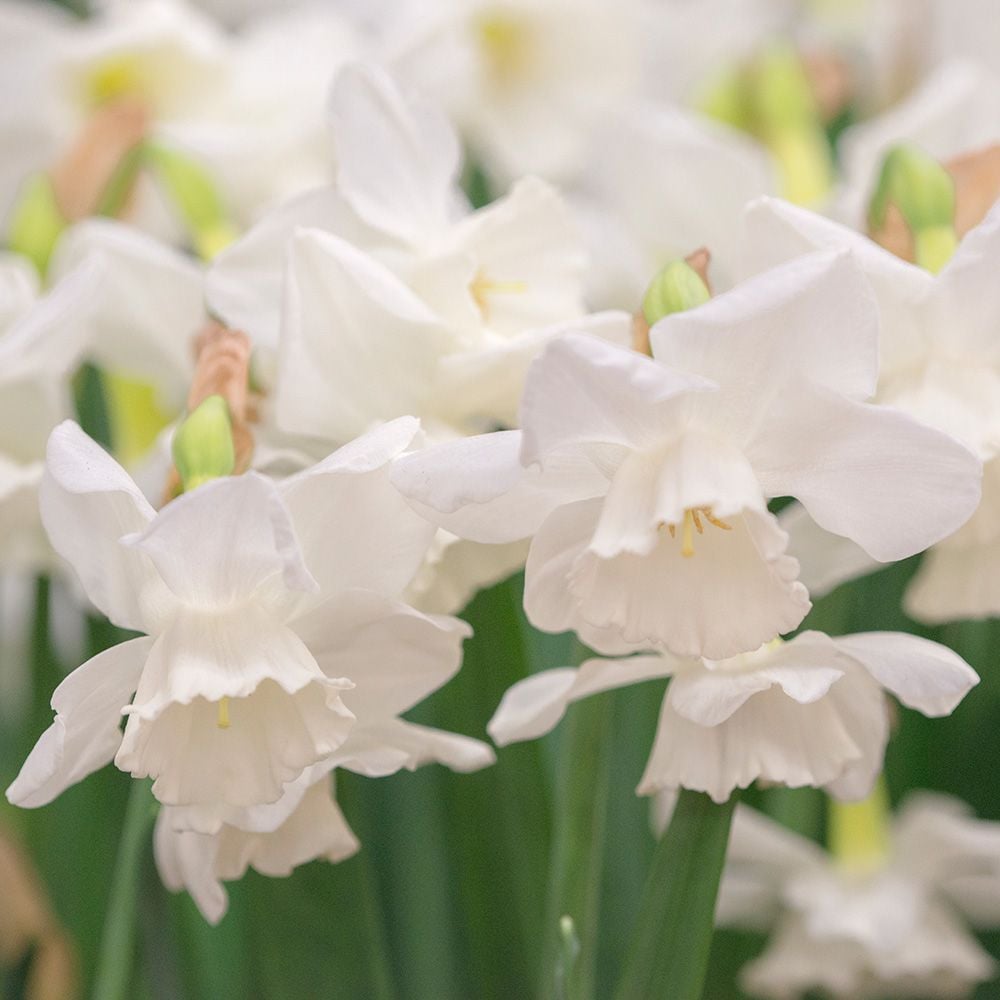 Fragrant Triandrus Narcissus Mix