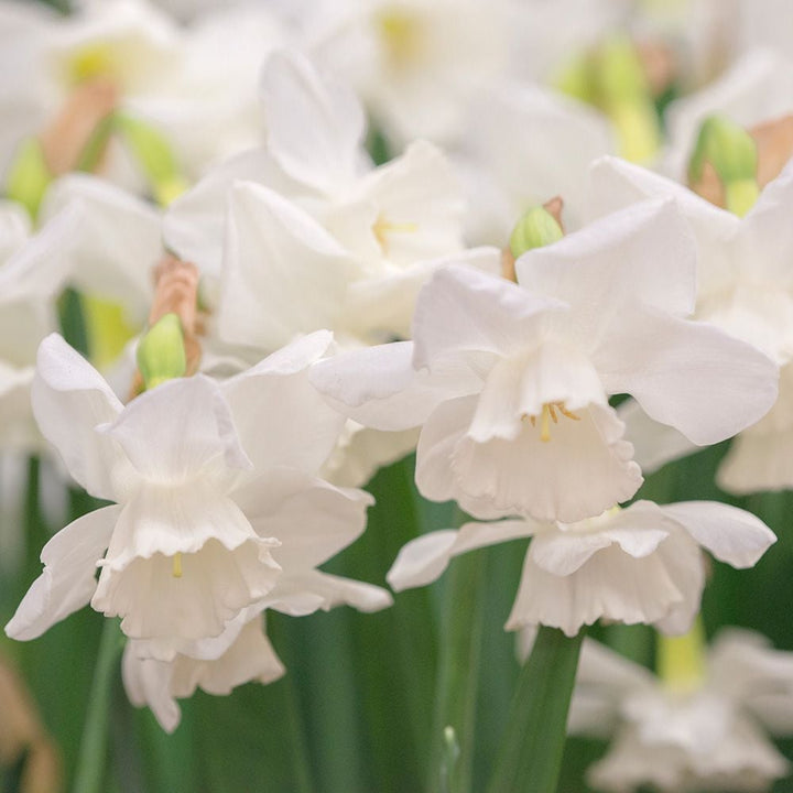 Fragrant Triandrus Narcissus Mix