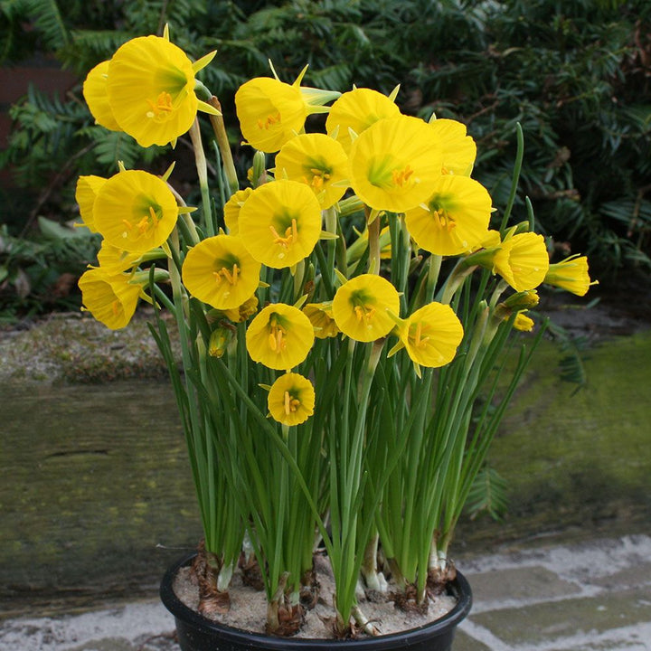 Narcissus 'Oxford Gold'