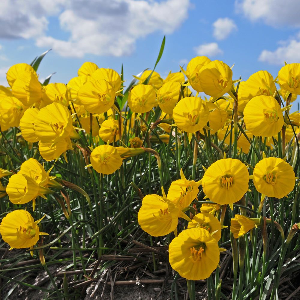 Narcissus 'Oxford Gold'