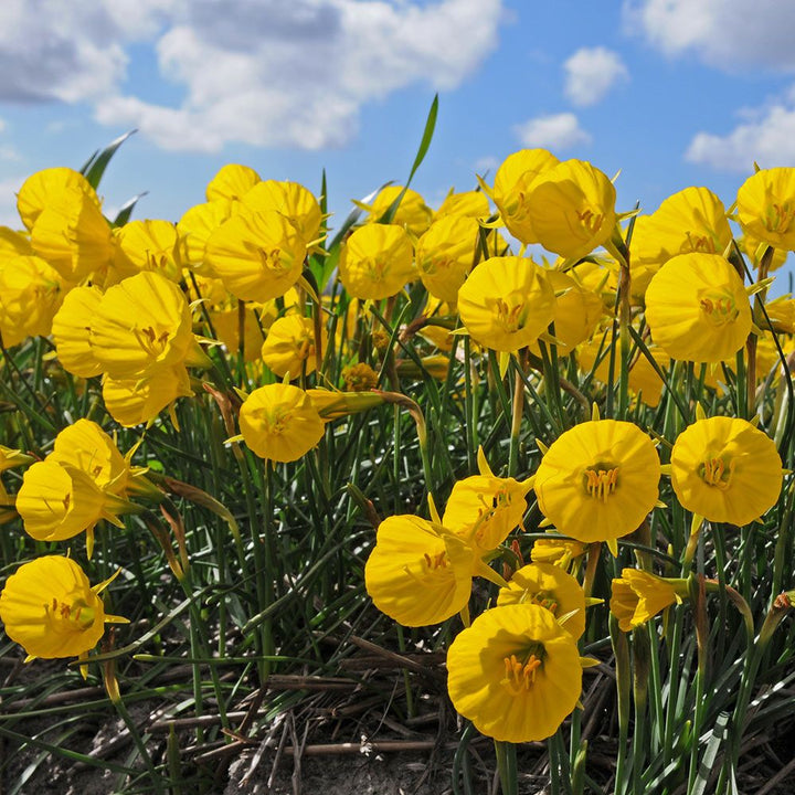 Narcissus 'Oxford Gold'