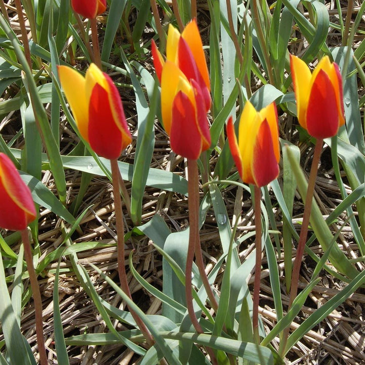 Tulip clusiana var. chrysantha 'Tubergen's Gem'