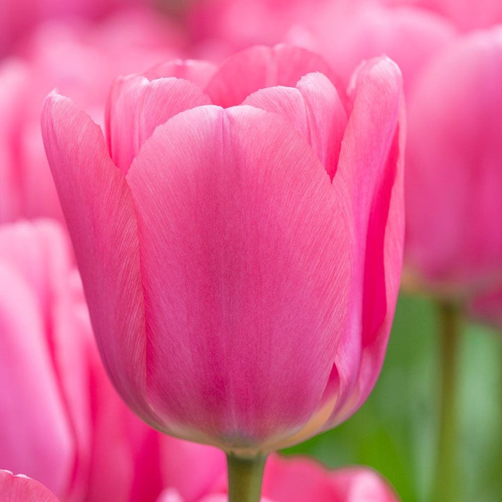 Tulip 'Big Love'