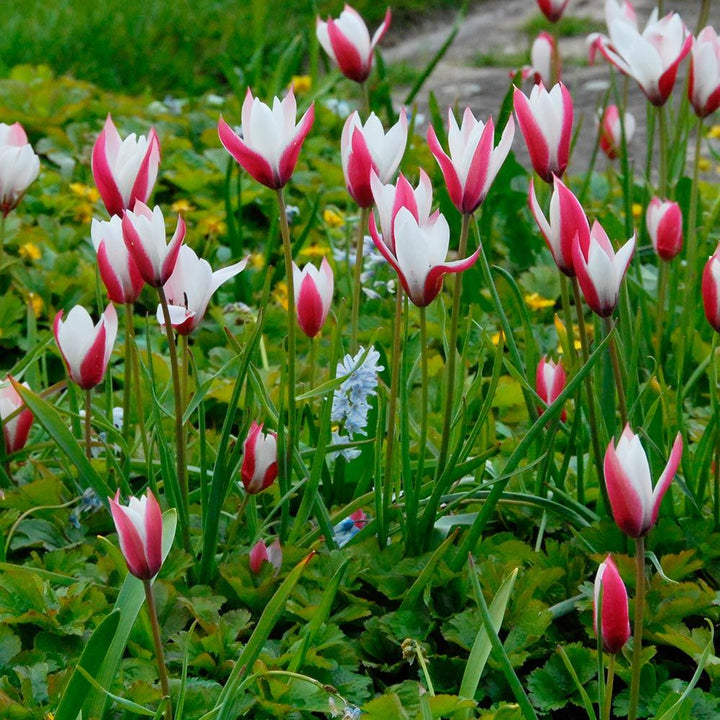 Tulip clusiana 'Peppermint Stick'