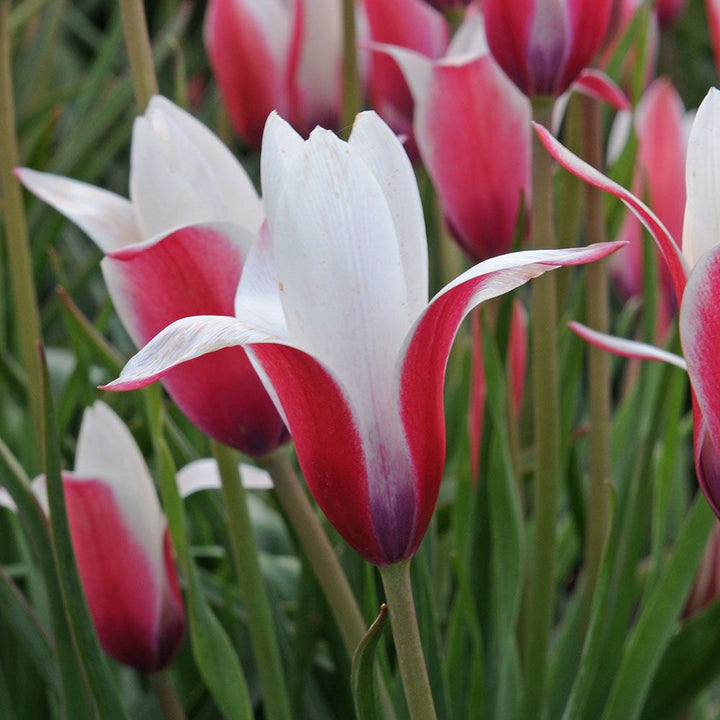 Tulip clusiana 'Peppermint Stick'