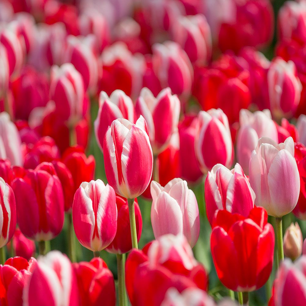 Tulip Delight Mix
