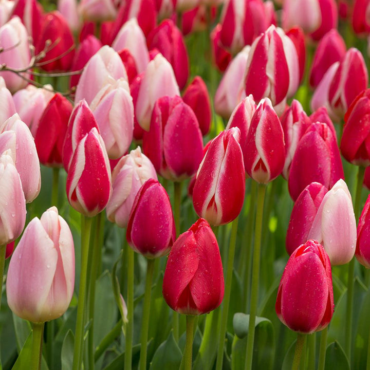 Tulip Delight Mix