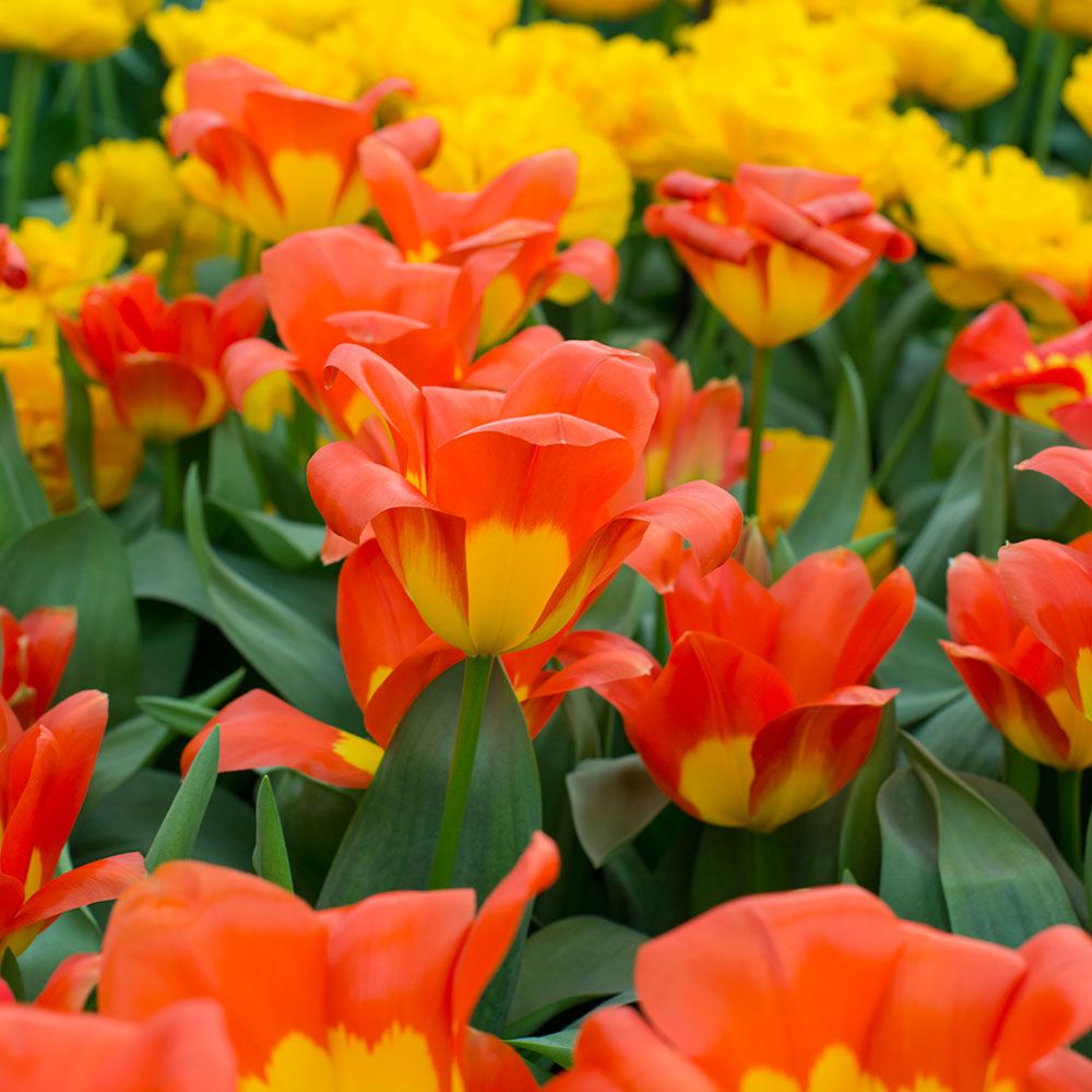 Tulip 'Oracle'