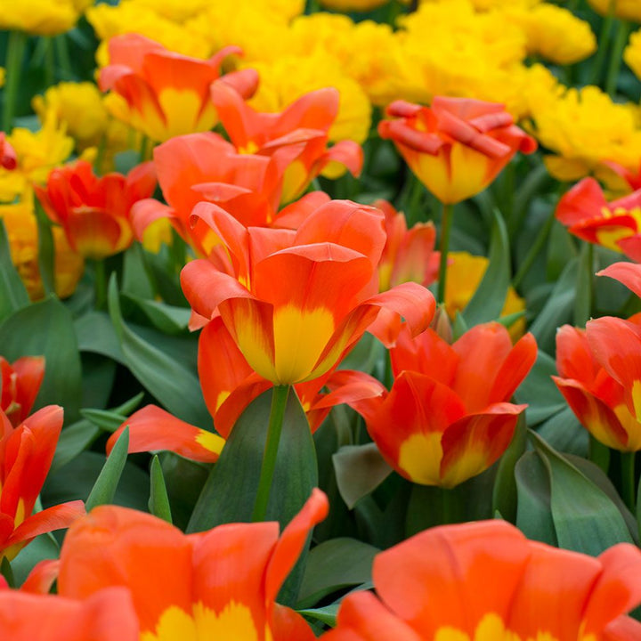 Tulip 'Oracle'
