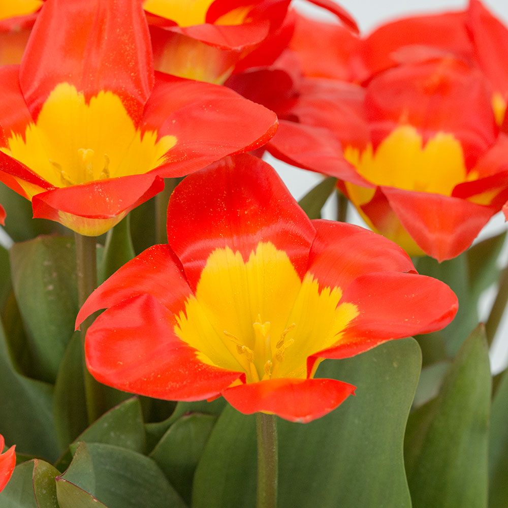 Tulip 'Oracle'