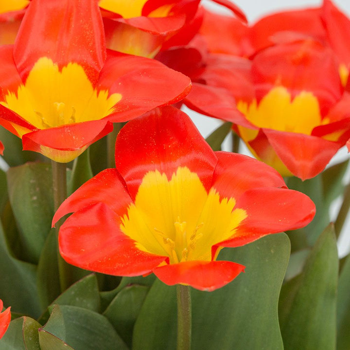 Tulip 'Oracle'