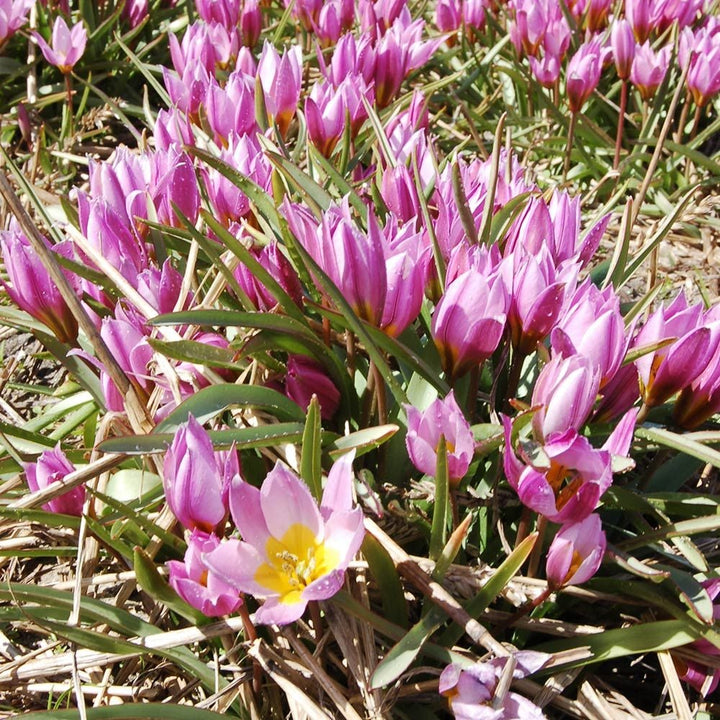 Tulip bakeri 'Lilac Wonder'