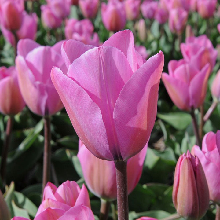 Tulip 'Janis Joplin'