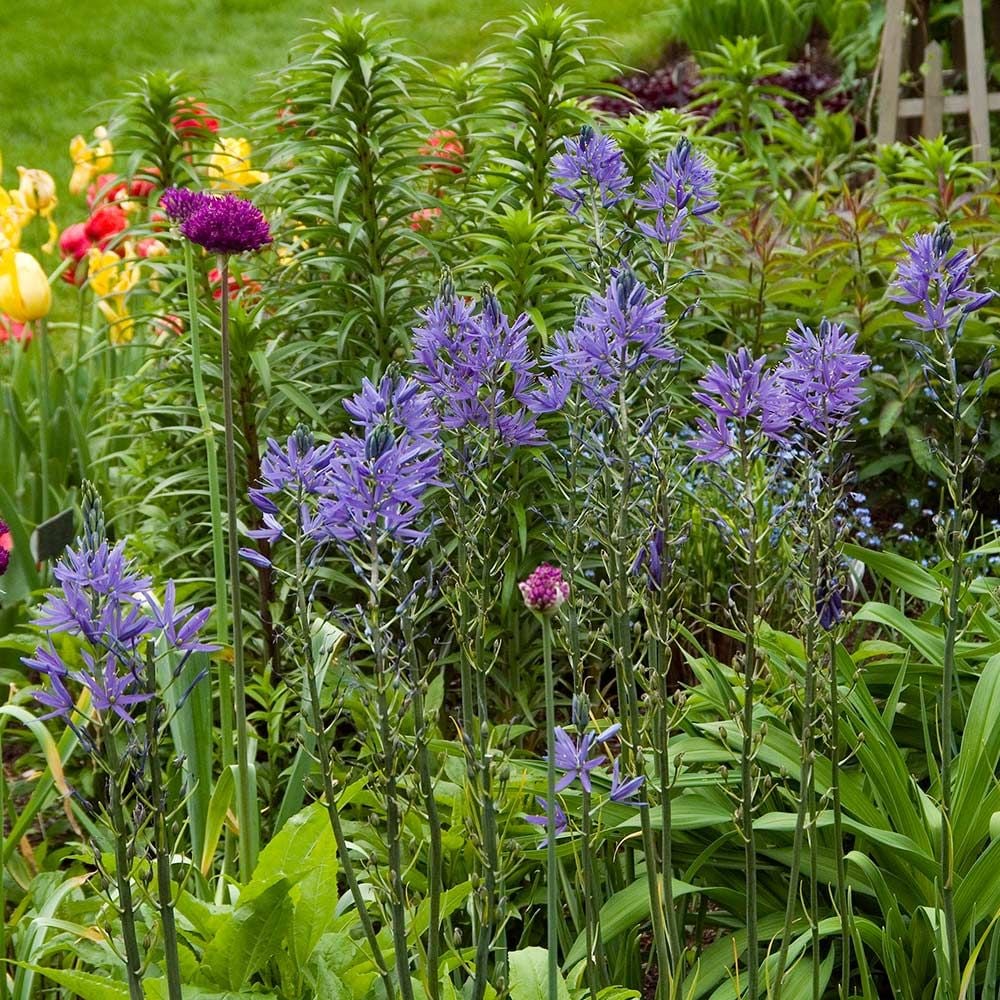 Camassia leichtlinii 'Blue Danube'