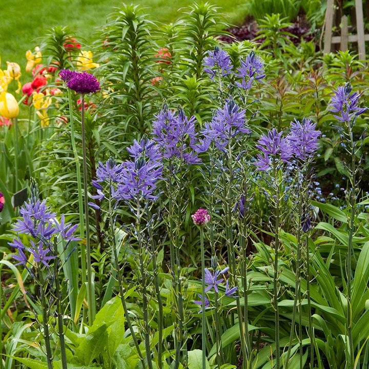 Camassia leichtlinii 'Blue Danube'