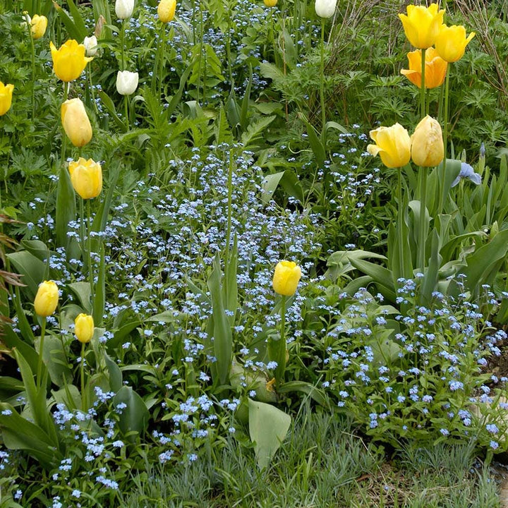 Myosotis sylvatica