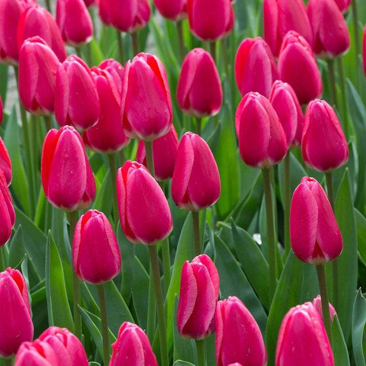Tulip 'Rosy Delight'