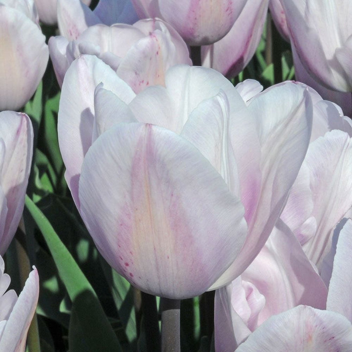 Tulip 'Silver Cloud'