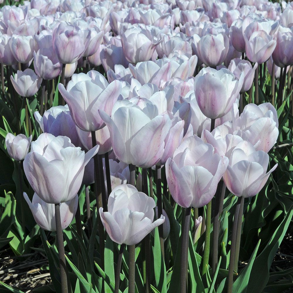 Tulip 'Silver Cloud'
