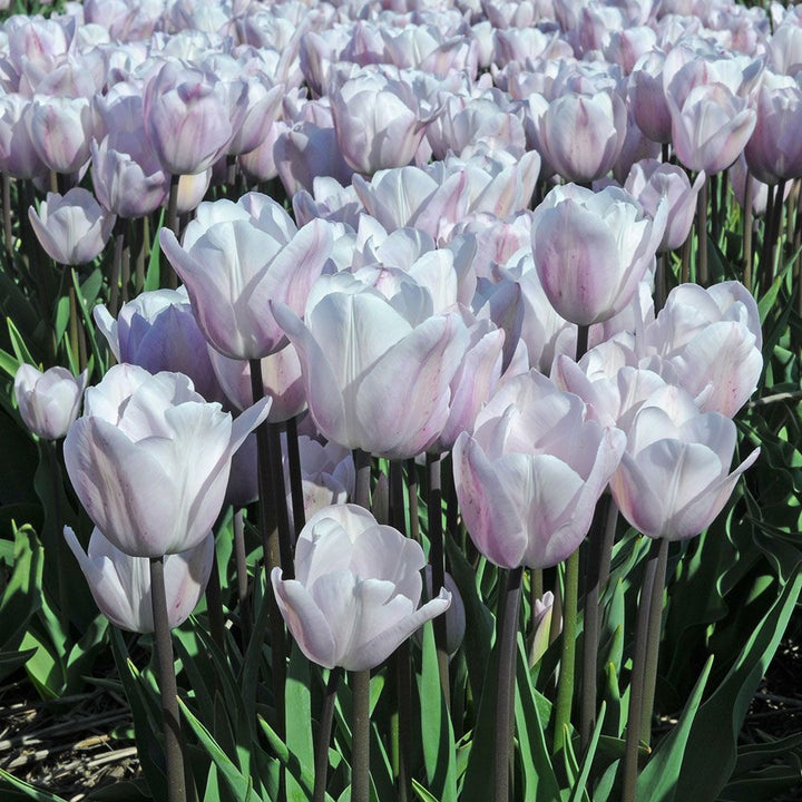 Tulip 'Silver Cloud'