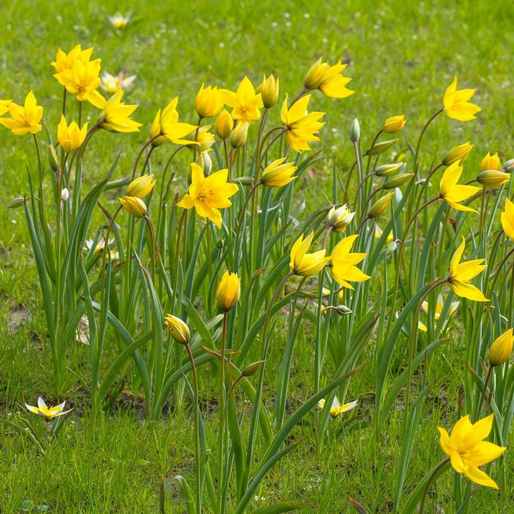Tulip sylvestris