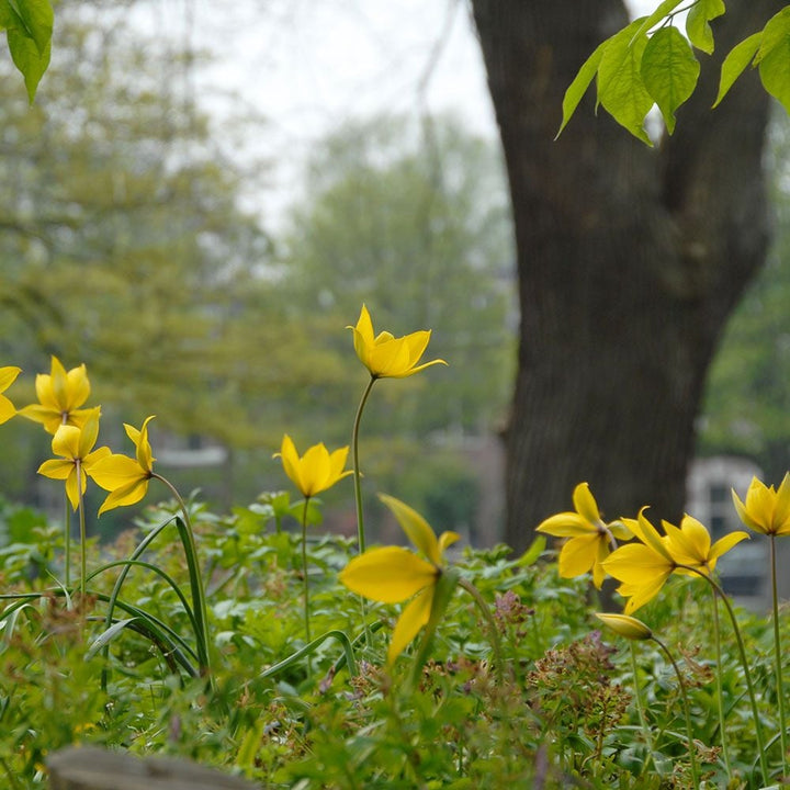 Tulip sylvestris