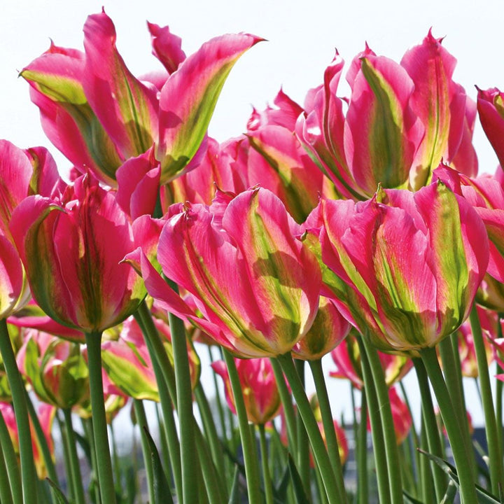 Spring Green Tulip Mix