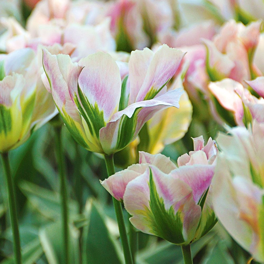Spring Green Tulip Mix