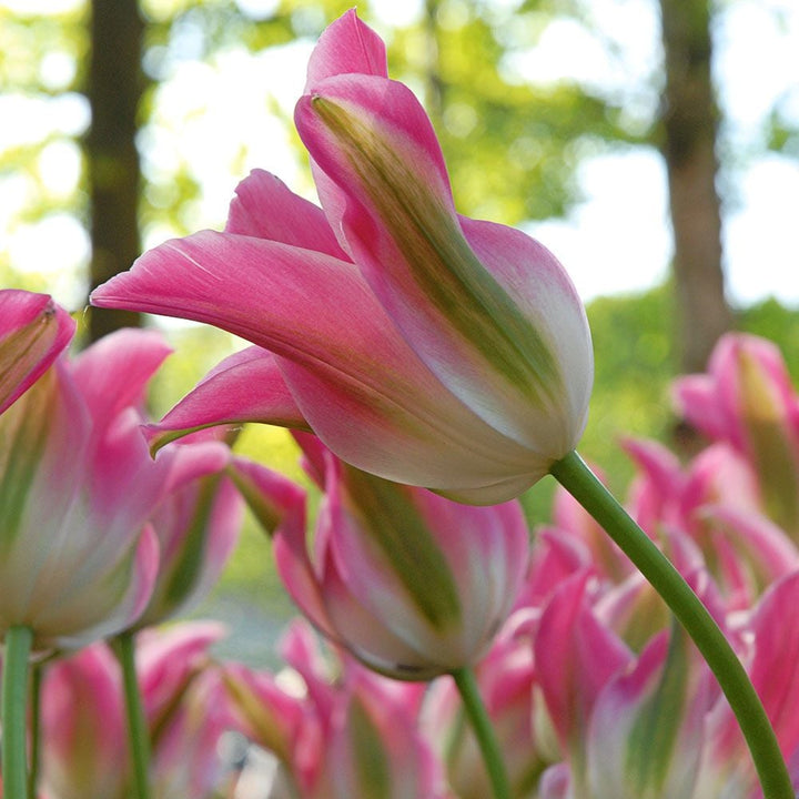 Spring Green Tulip Mix